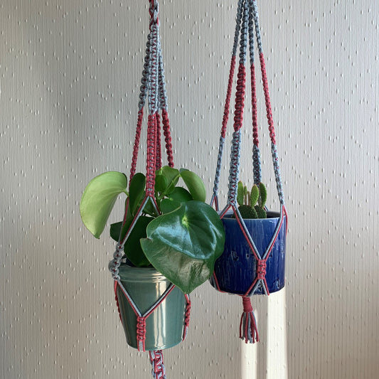 Blue and maroon two-coloured macrame plant hangers with indoor plants in green and blue planters hanging from the ceiling