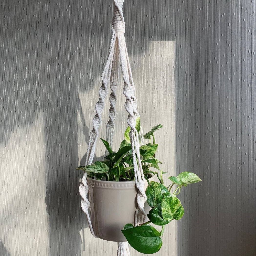A white twisted macrame plant hanger with a green pothos plant in an off-white colour planter hanging from the ceiling