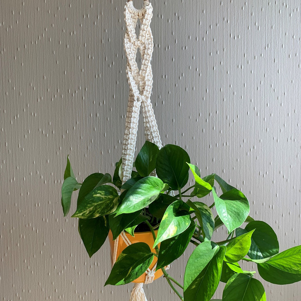 A white braided macrame plant hanger with a pothos hanging plant in a yellow planter hanging from the ceiling.