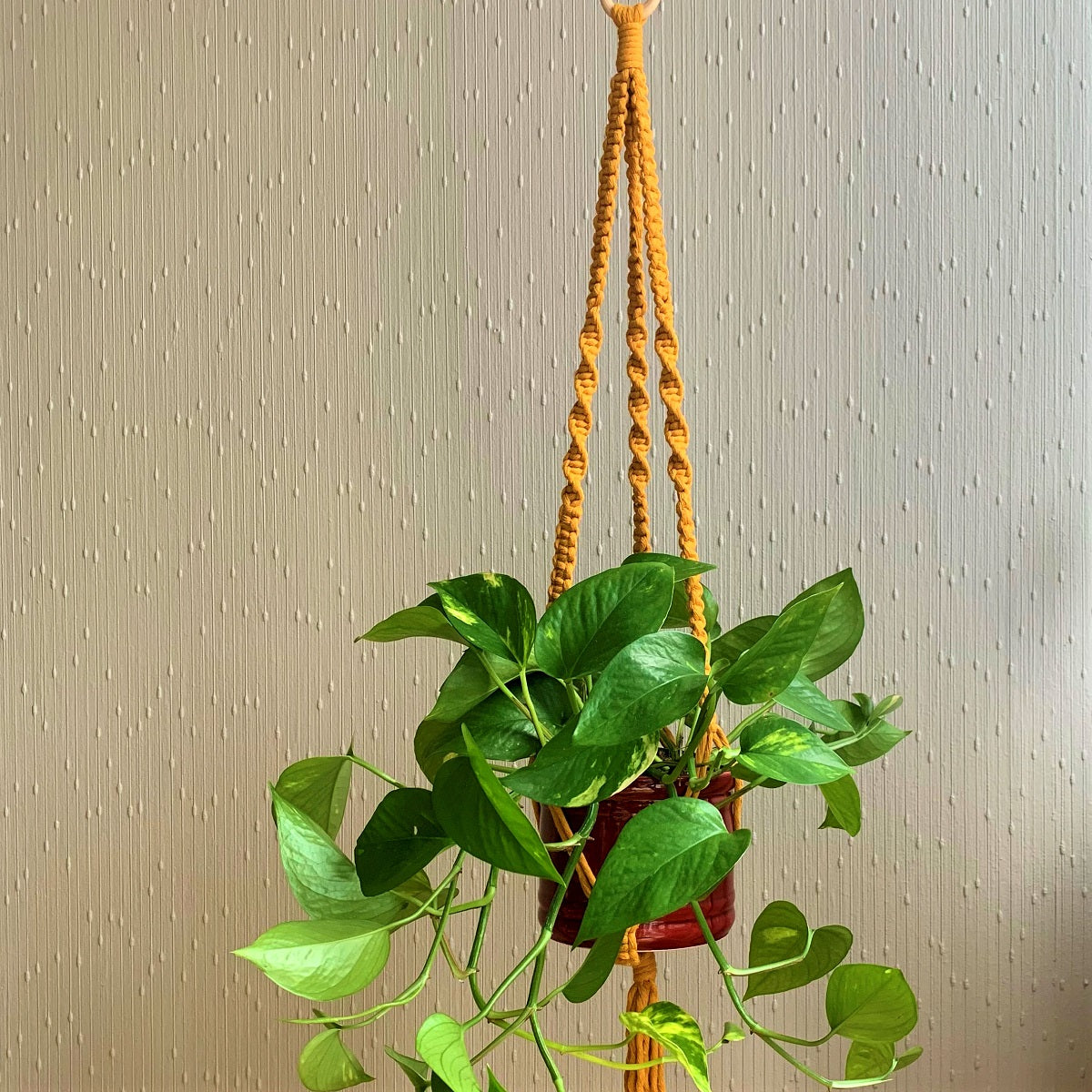 A minimalist yellow macrame plant hanger with a golden pothos in a maroon planter