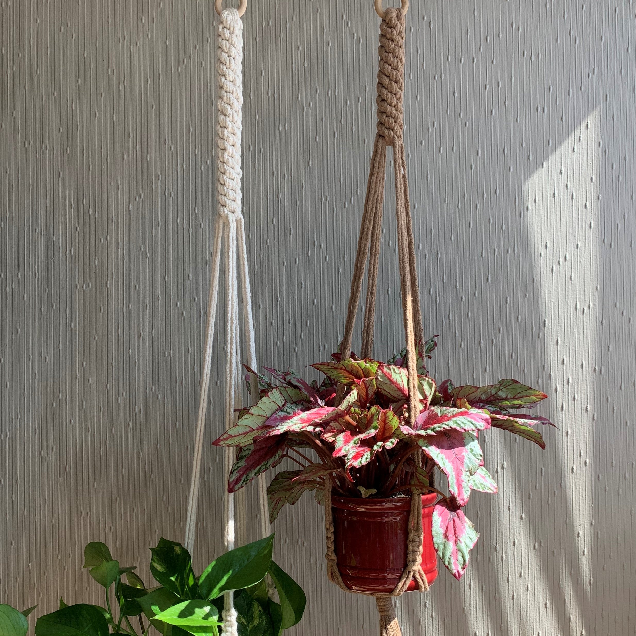 A brown and a white macrame plant hanger with indoor plants in pots hanging from the ceiling