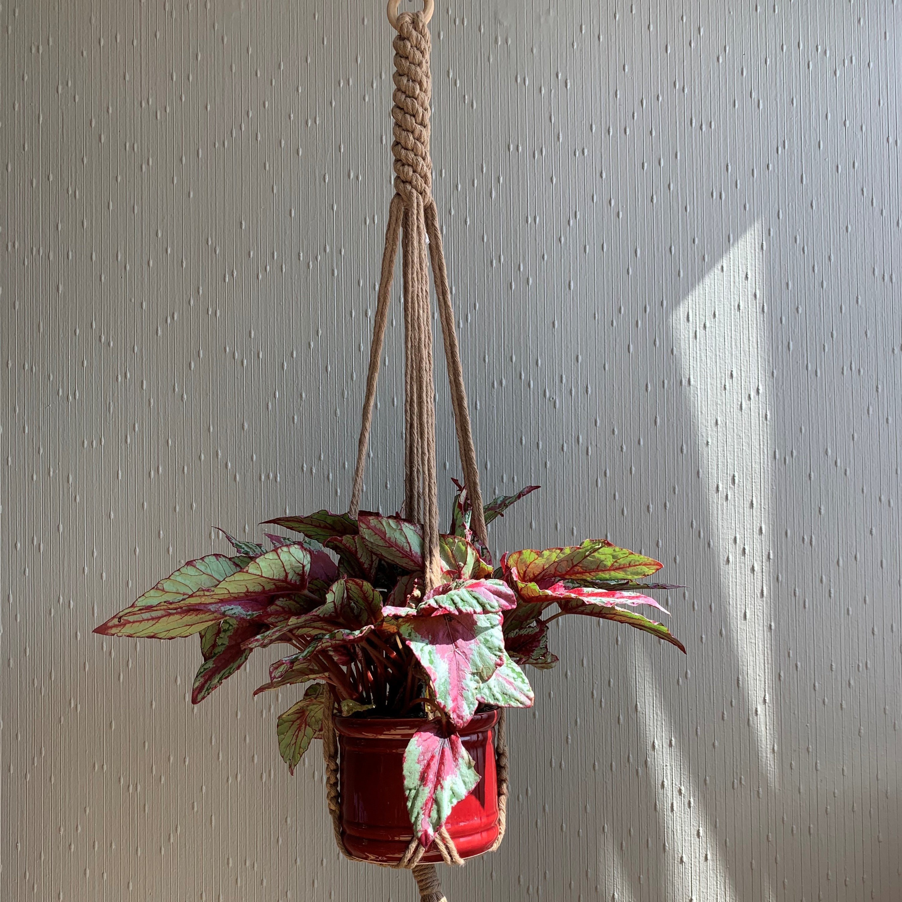 A brown macrame plant hanger  with an indoor plant in a maroon planter hanging from the ceiling