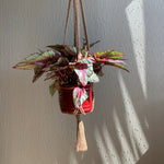 Load image into Gallery viewer, A brown macrame plant hanger  with an indoor plant in a maroon planter hanging from the ceiling

