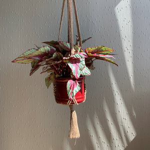 A brown macrame plant hanger  with an indoor plant in a maroon planter hanging from the ceiling